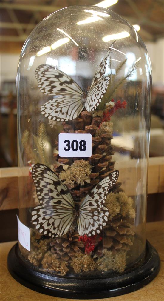 Pair of speckled butterflies in glass domes